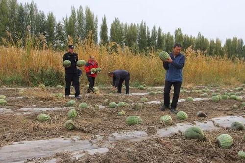 吃瓜群众岱宗岱,吃瓜群众的趣味解读