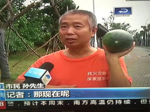 雄县吃瓜群众事件,网络舆论下的社会现象解析